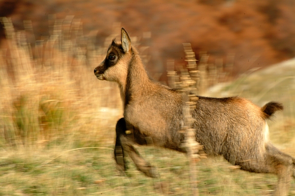 Camoscio d''Abruzzo Rupicapra pyrenaica ornata